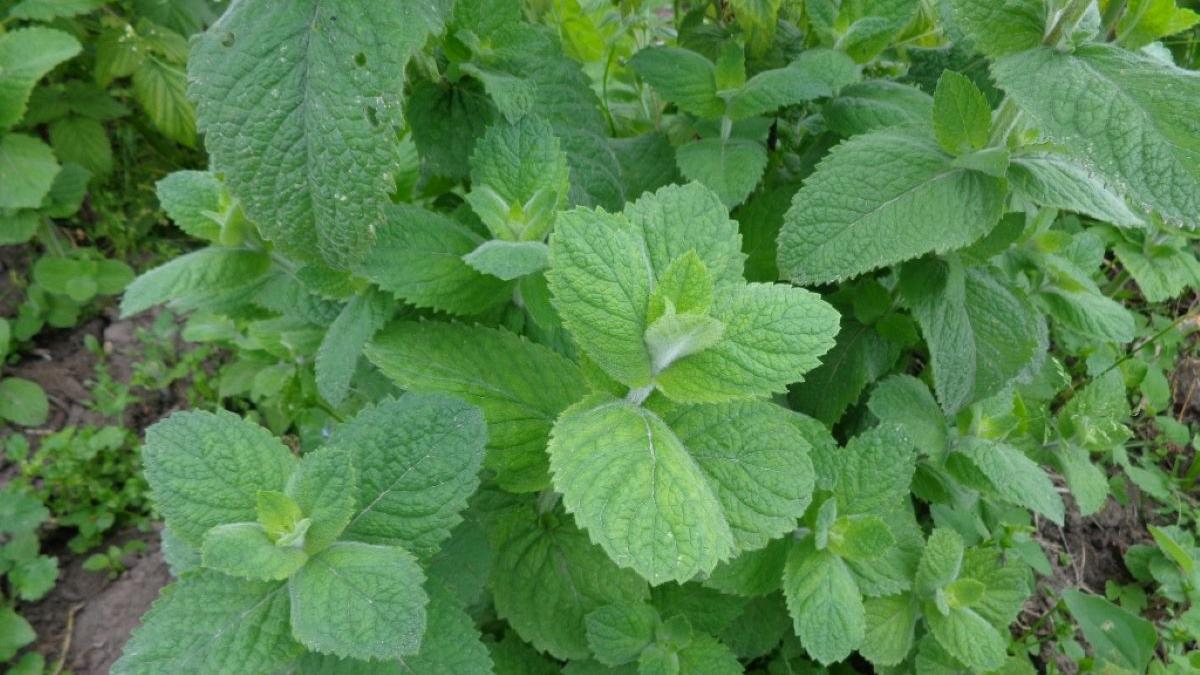 Hortelã-pimenta: o que é, para que serve e como consumir - Ser Saúde ...